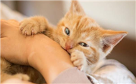 猫咪为什么喜欢扑咬呢