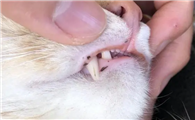 猫咪为什么嘴里有黑斑啊