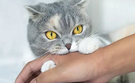 猫咪为什么喜欢叼皮筋咬人