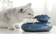 猫咪为什么不吃冷的东西了