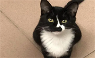 捡到一只乌云盖雪猫吉利吗