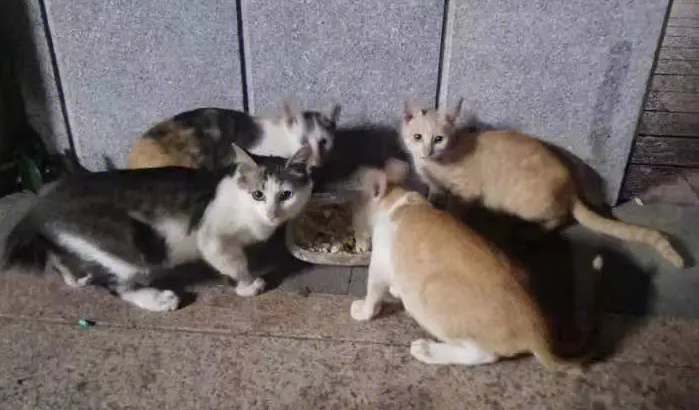 小区流浪猫一夜之间全没了