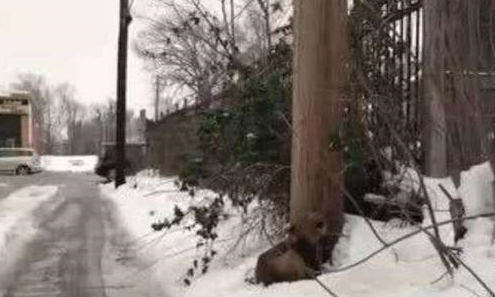 狗狗被绑在雪地里,获救后呜呜哭泣:吓死我了! 狗狗被绑在雪地里,获救后呜呜哭泣:吓死我了!