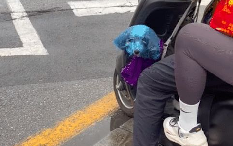 下雨天主人给狗套了蓝色塑料袋，还以为是变异了！狗：窒息的爱！