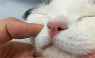 猫咪鼻子为什么凉凉的