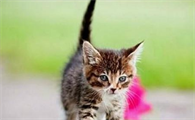 猫咪为什么总竖尾巴呢