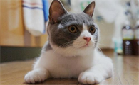 猫咪为什么会对人类有危害