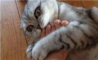 猫咪为什么总是想粘你呢