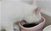 猫咪为什么总扒拉饭碗呢