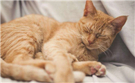 猫咪为什么不爱睡床上啊