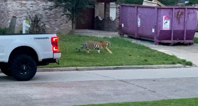 “从院子里搜出一只老虎”！背后是全球圈养虎数量远超野生虎