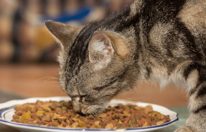 爱斯塔猫粮价格 爱斯塔猫粮价格