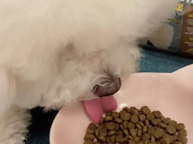 如何选择小型比熊犬狗粮呢
