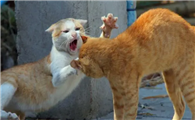 猫咪为什么总会打架呢