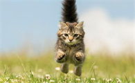 猫咪为什么突然往外面跑呢