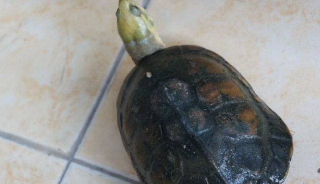 小青龟和大青龟的区别