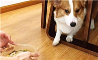 狗狗为什么开始挑食了