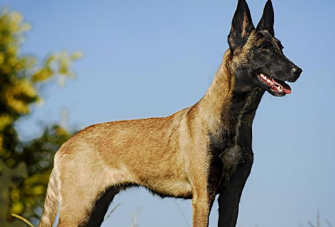 马利诺斯犬怎么养最好?来看看吧 马利诺斯犬怎么养最好?来看看吧