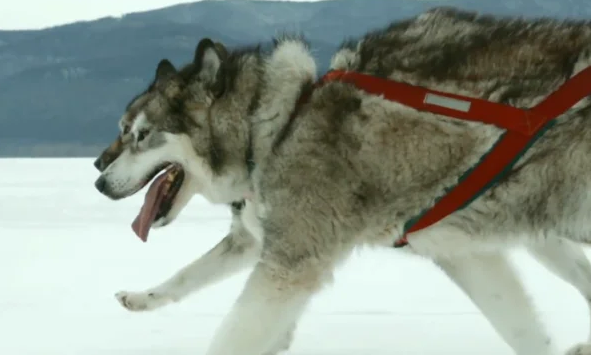 因纽特犬是什么样的?来看看吧 因纽特犬是什么样的?来看看吧