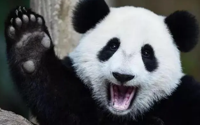 熊猫都吃什么