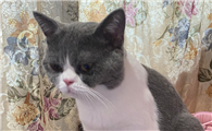 猫咪需要擦身子吗为什么呢