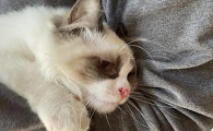 猫咪眼角下面有血是什么原因