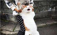 为什么猫很怕人抱