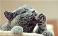 猫咪为什么总是舔受伤部位呢