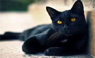 猫玄猫眼睛什么颜色