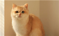 猫咪为什么要把绳子绑起来啊