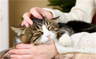 猫咪为什么怕被咬脚呢