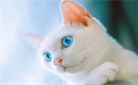 猫咪为什么总是挠床怎么回事