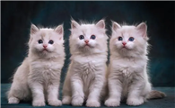 猫咪为什么喜欢玩土豆呢