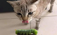 猫咪为什么喜欢玩虫子