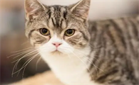 猫咪为什么会有鱼鳞毛病的原因