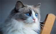 猫咪为什么这么容易生病