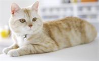 猫咪为什么踢自己脚