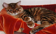 虎皮猫长什么样子