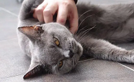 猫咪的胸口不能摸怎么回事
