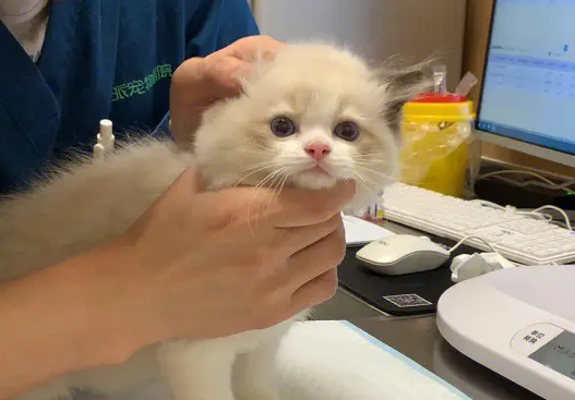 小奶猫挠人用打疫苗吗