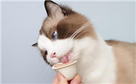 猫咪为什么喜欢挨主人啊