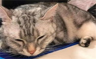 猫咪挨着人为什么会呼噜呢