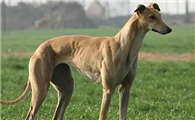 格力犬吃什么