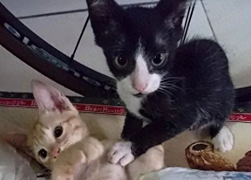 捡了只小奶猫让狗子带，没想到这货长大后居然比狗还大只！