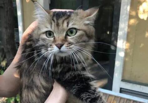 狸花猫爱叫 狸花猫爱叫
