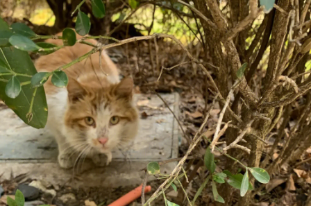 流浪母猫会遗弃小猫么 流浪母猫会遗弃小猫么