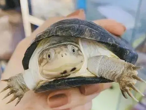 养西非龟的优点和缺点