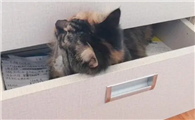 猫咪为什么总是扒抽屉啊