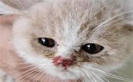 猫咪鼻子为什么流血了怎么回事