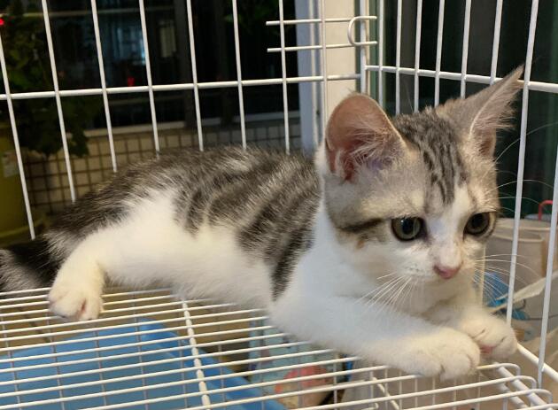 起司猫叫什么怎么样